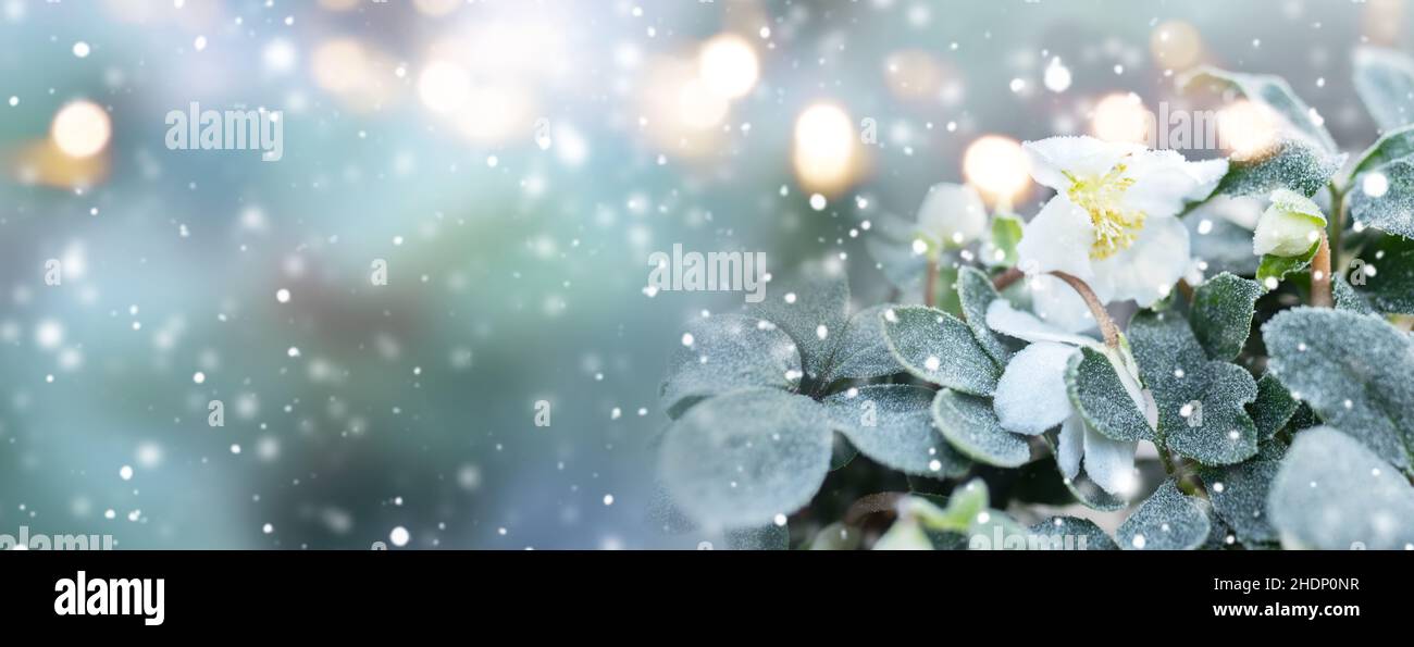 Christian rose hi-res stock photography and images - Alamy