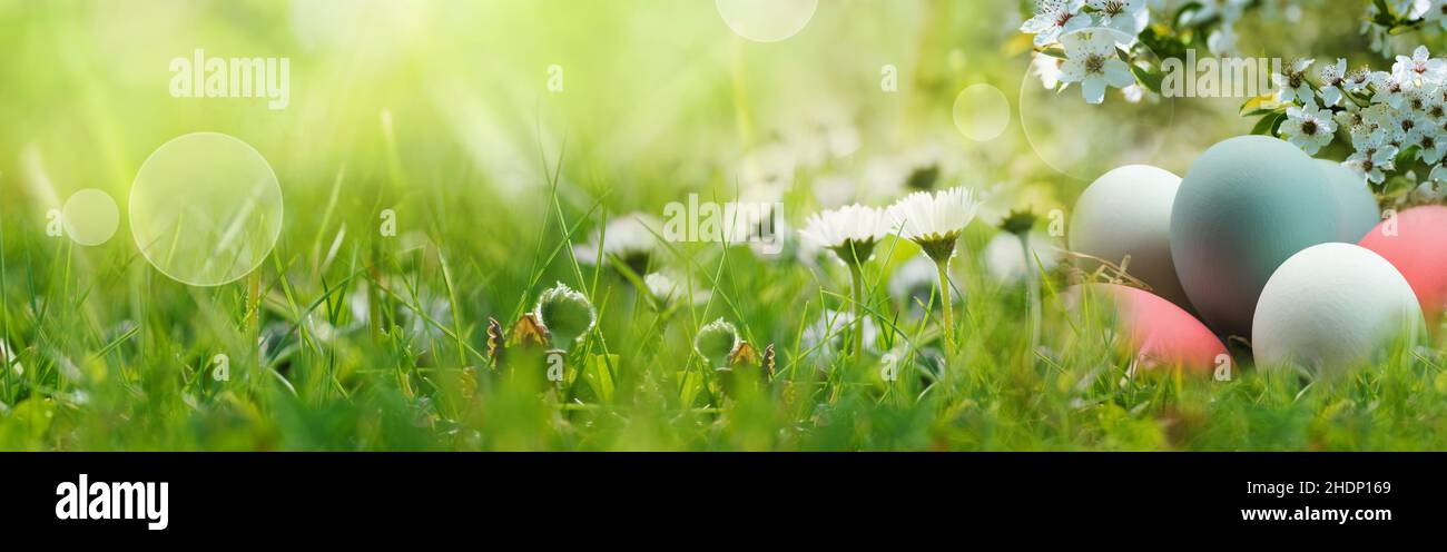 easter, easter greeting, easters Stock Photo