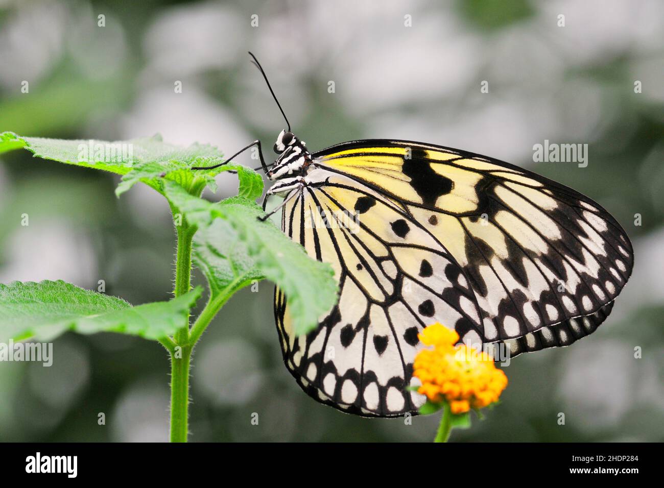butterfly, paper kite butterfly, butterflies, paper kite butterflies