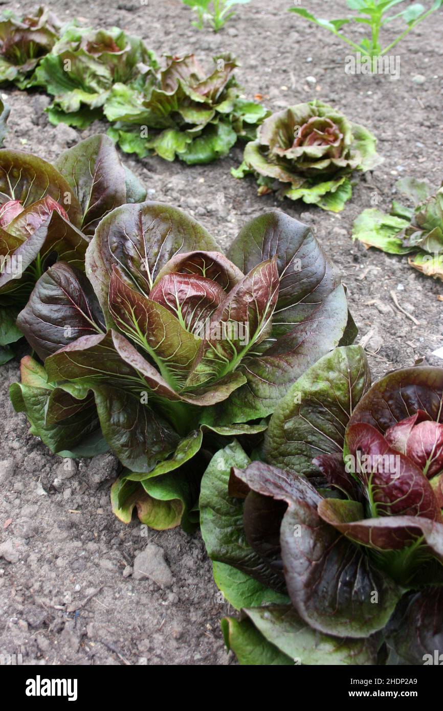radicchio, gardening, salad field, radicchios, plant care, tending of plants, salad fields Stock Photo