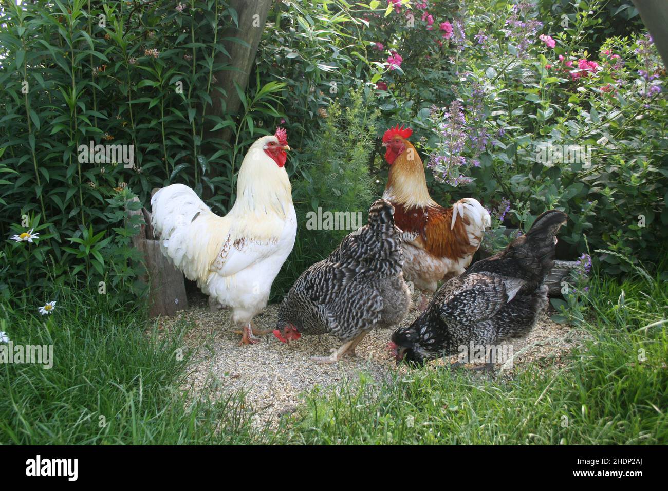free range, chicken, feeding, free ranges, chickens, feed, feedings