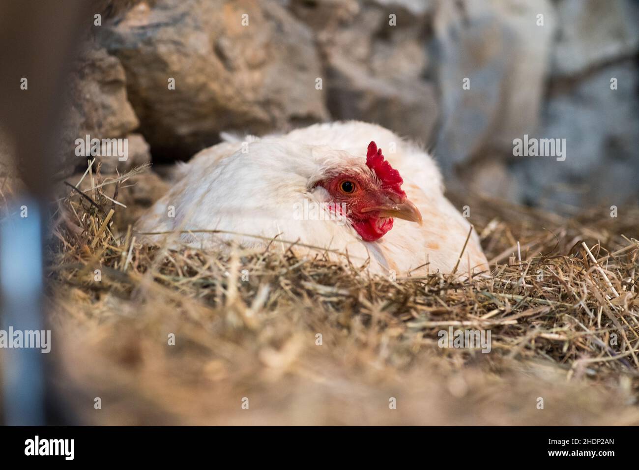 bird's nest, chicken, brooding, bird's nests, chickens Stock Photo Alamy