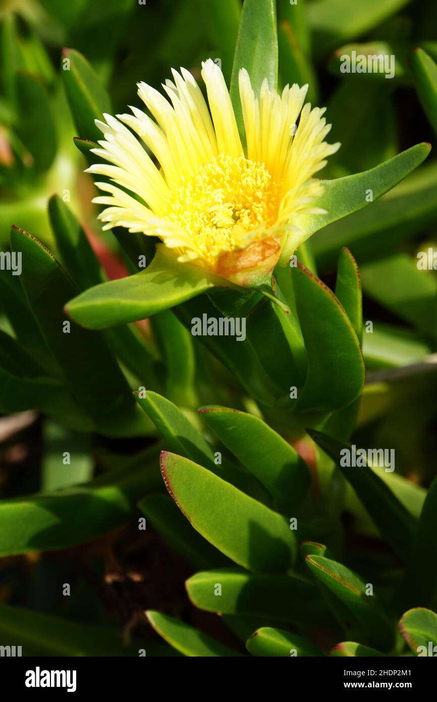 lunch blume, lunch blumes Stock Photo