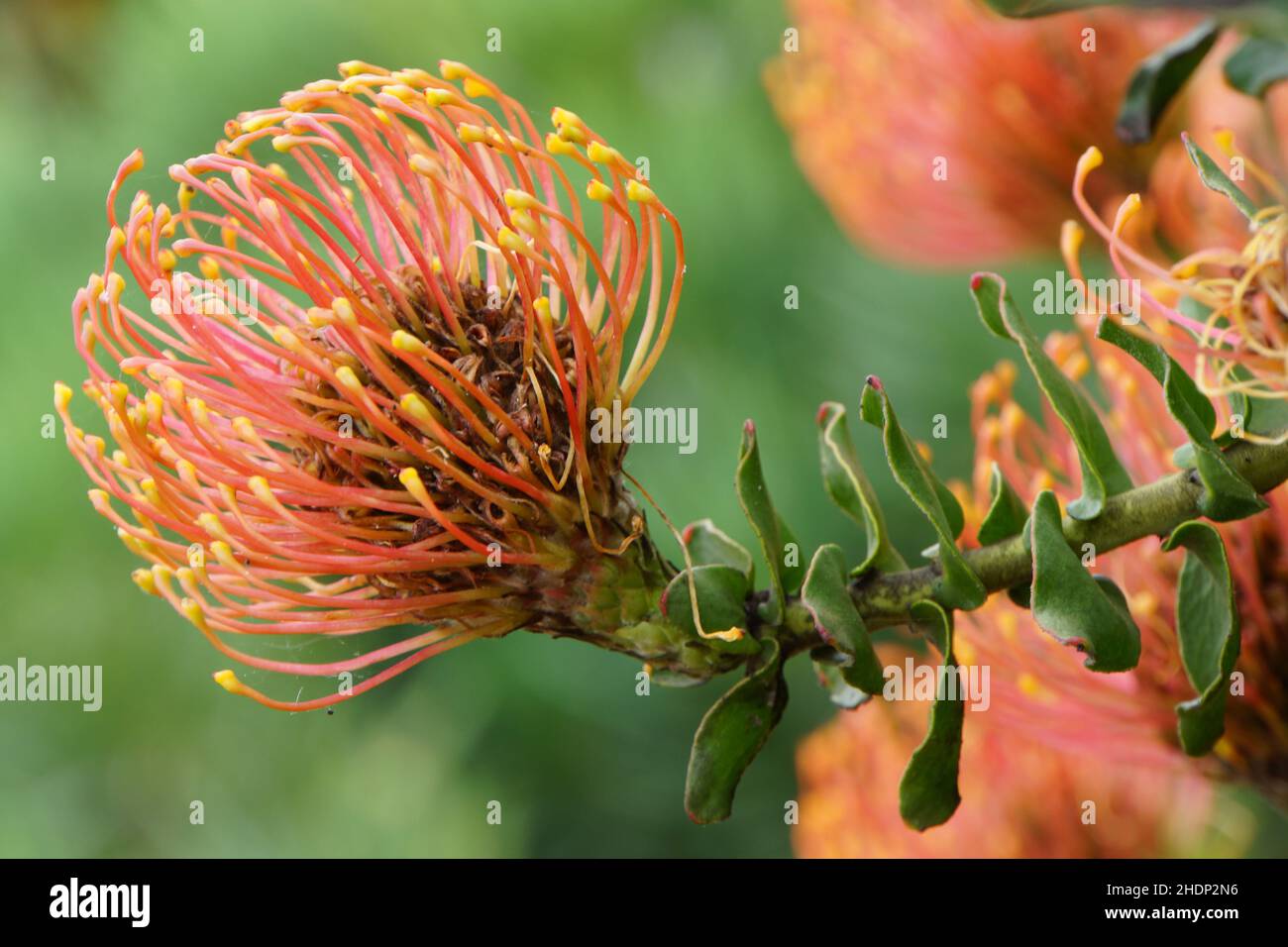 red pincushion protea, leucospermum cordifolium Stock Photo Alamy