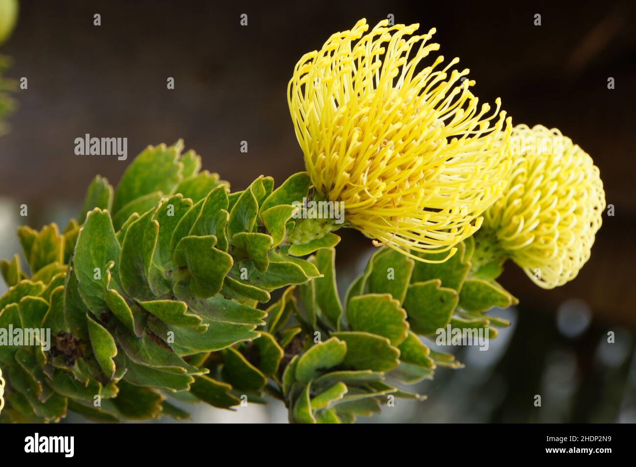 red pincushion protea, leucospermum cordifolium Stock Photo Alamy