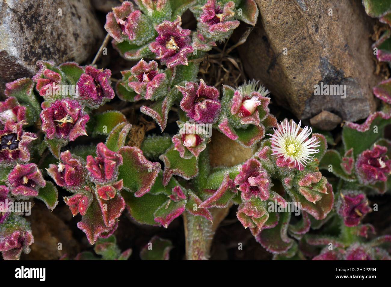 lunch blume, ice plant, lunch blumes, ice plants Stock Photo