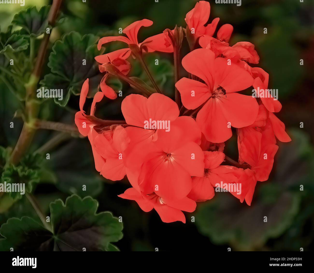 Red geranium in a summer garden. - July 13, 2011 Stock Photo