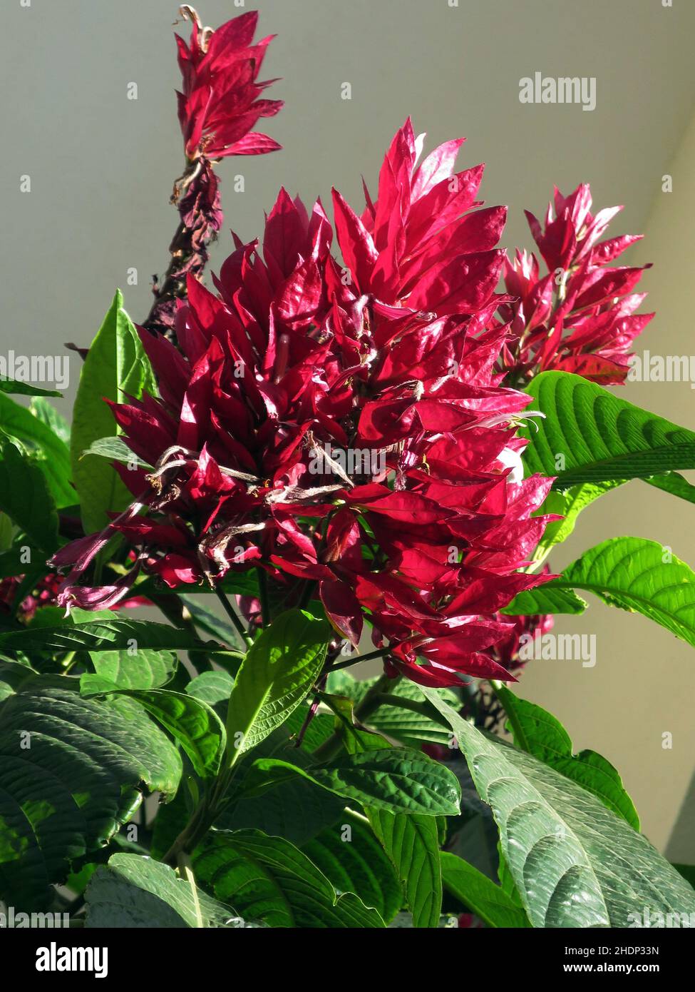 Red cloak hi-res stock photography and images - Alamy