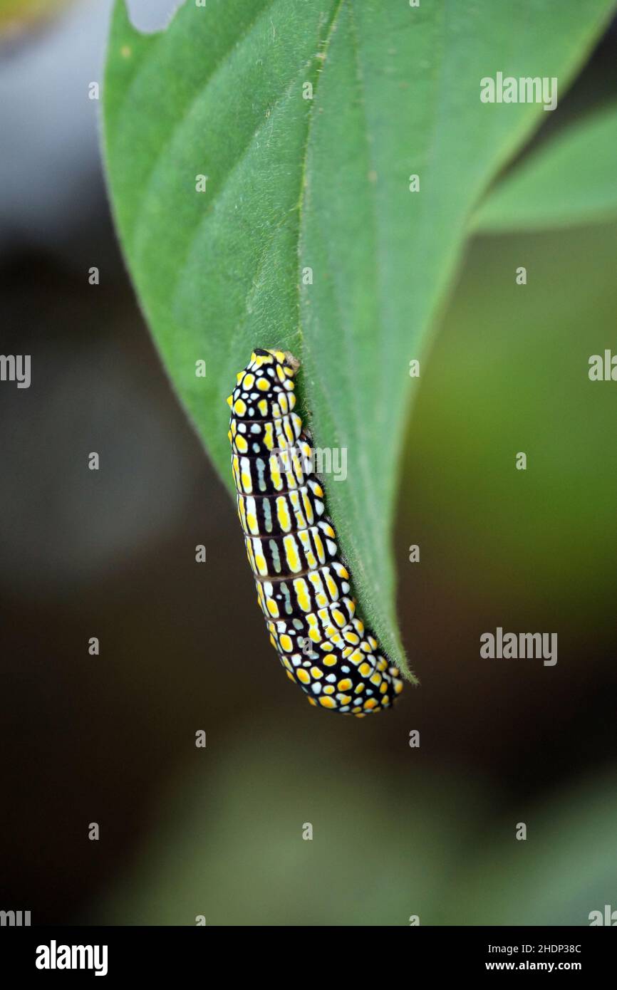 Caterpillar 1 hi-res stock photography and images - Alamy