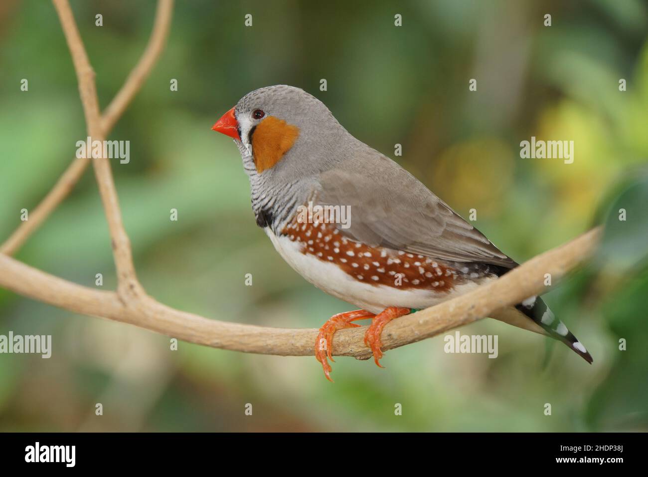 Zebra finch colors hires stock photography and images Alamy