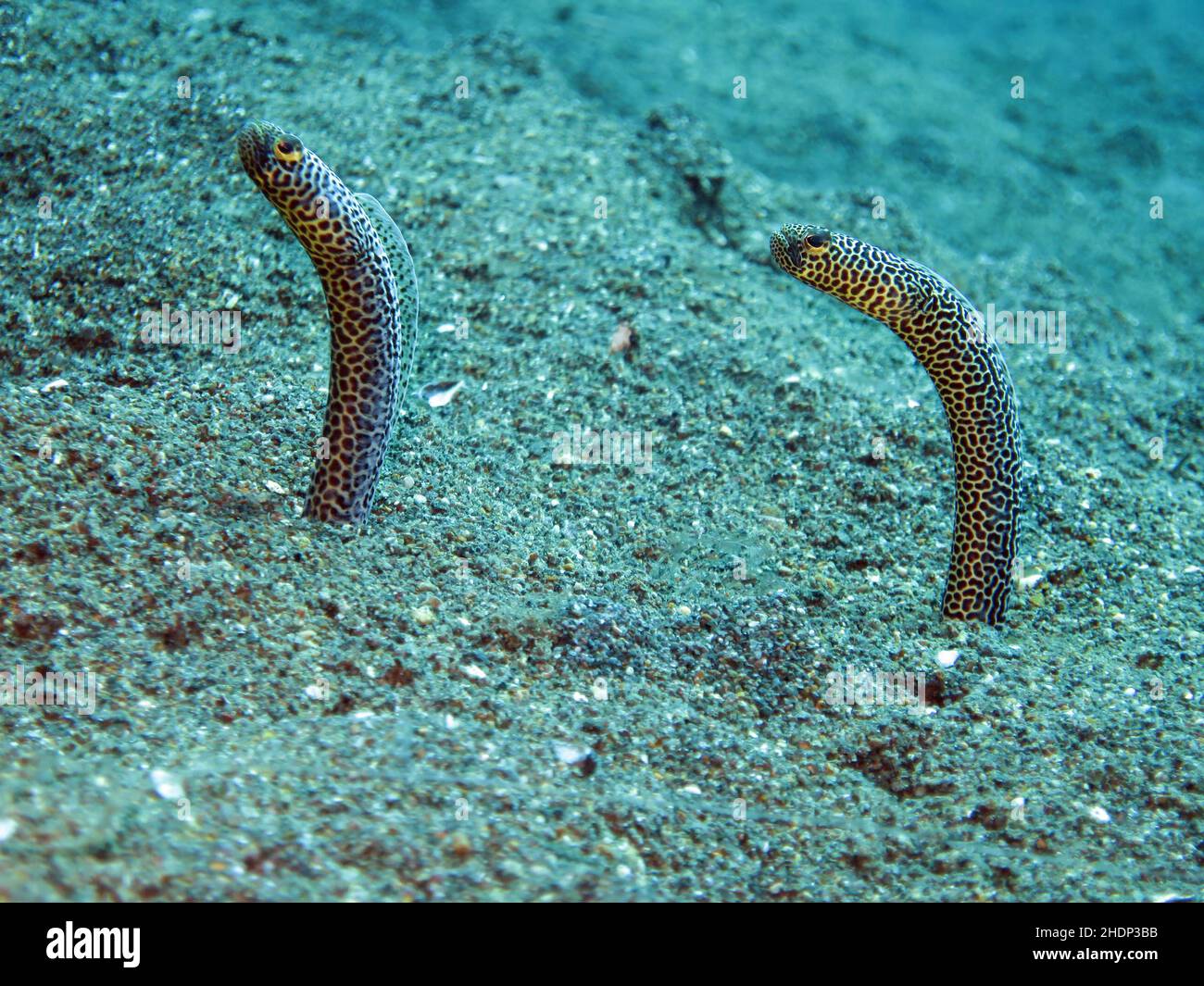 garden eels , Heterocongrinae Stock Photo - Alamy