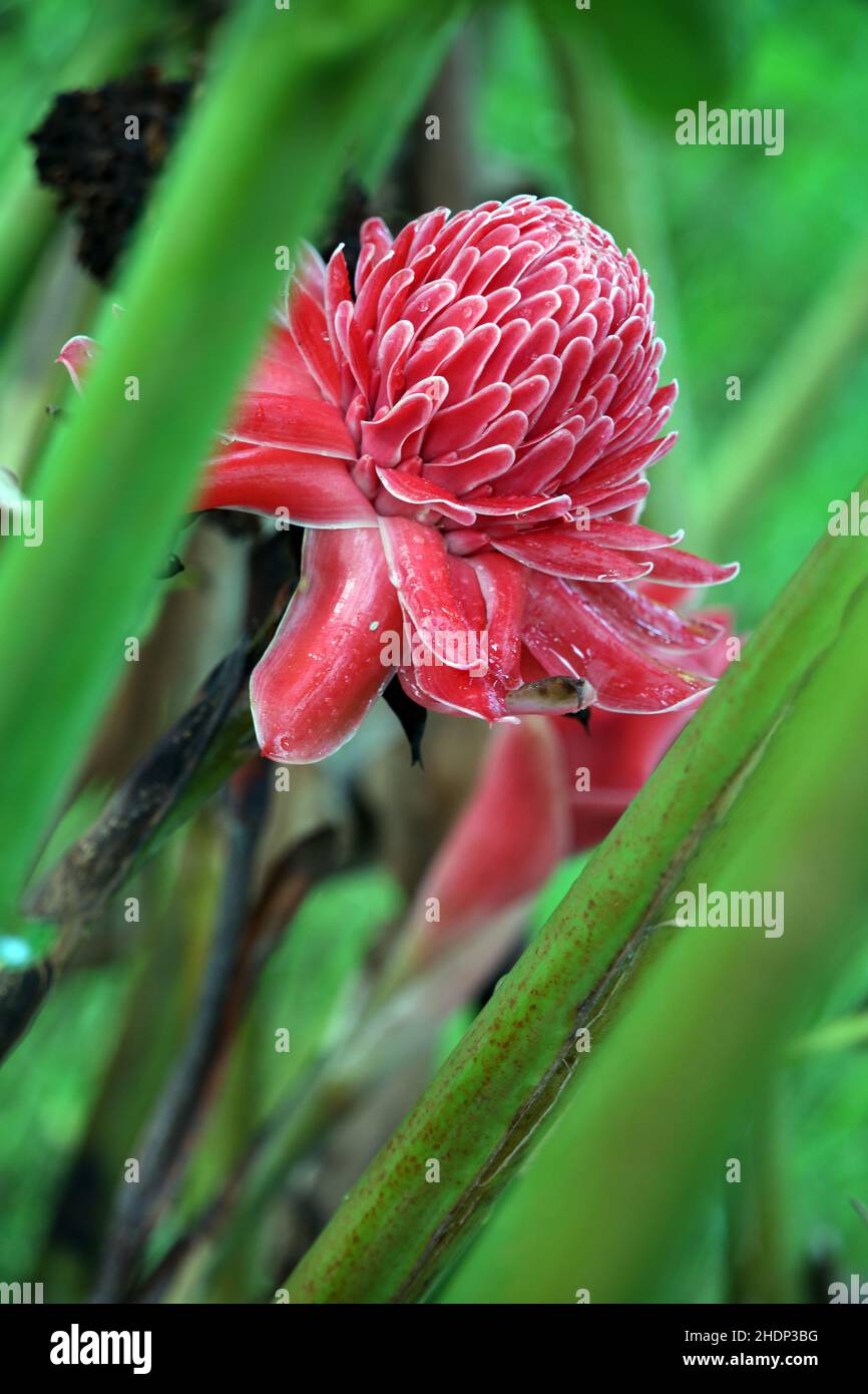 torch ginger, gingers, Apocynaceae , torch gingers Stock Photo Alamy