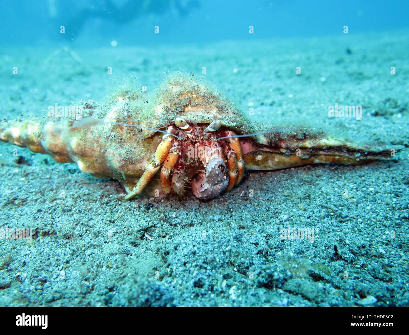Anemone hermit crabs dardanus pedunculatus hi-res stock photography and ...