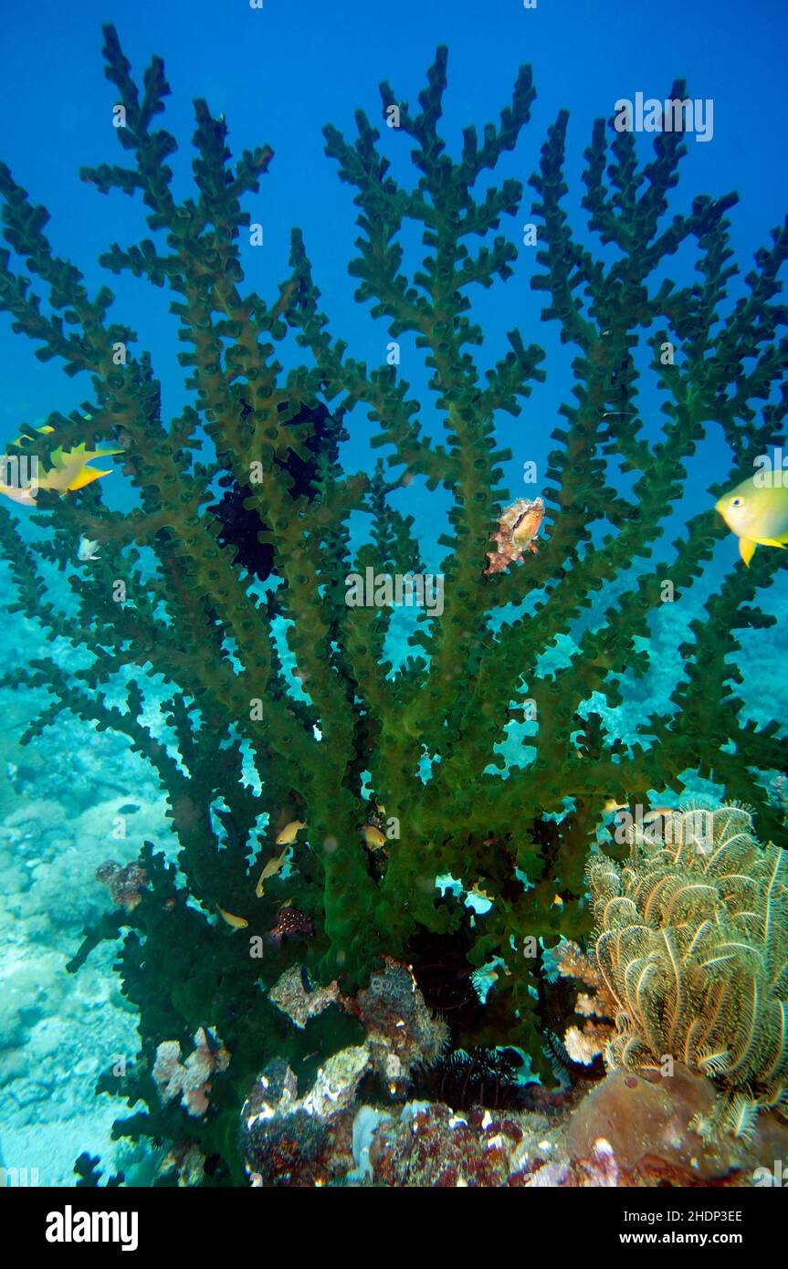 underwater, coral, coral stone, tubastraea micranthus, under water