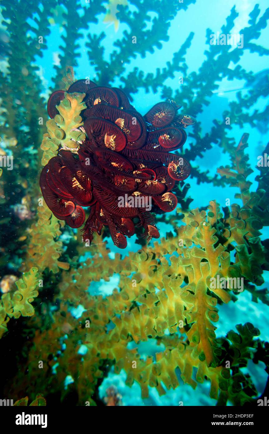 underwater, coral, coral stone, feather star, tubastraea micranthus