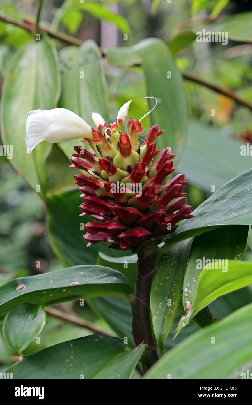 Ginger Garden Singapore High Resolution Stock Photography and Images