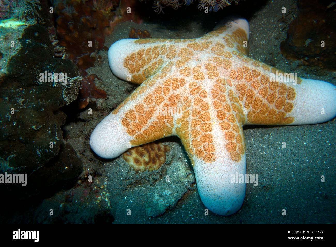 granulated sea star Stock Photo