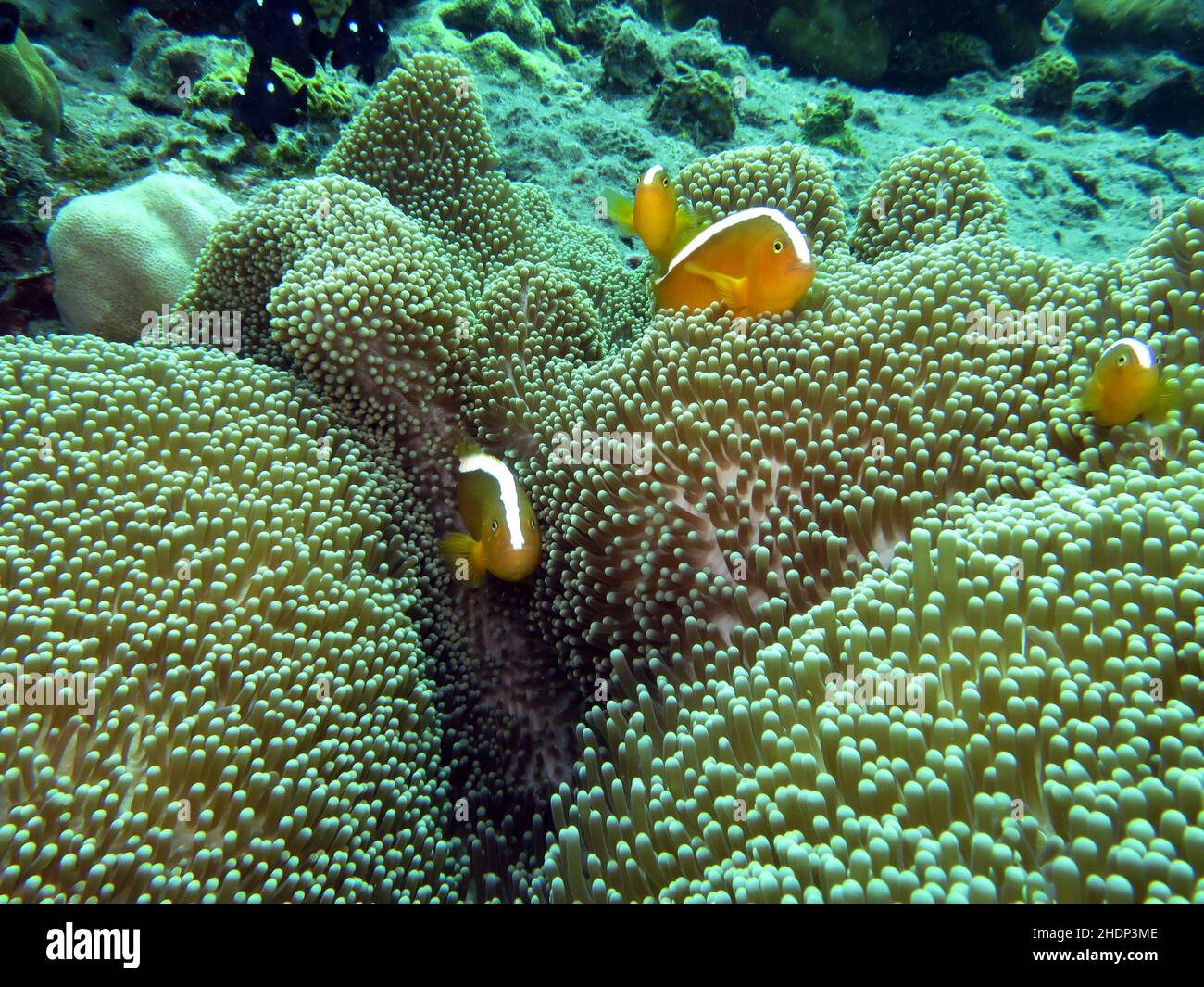 Mertens' carpet sea anemone, orange anemonefish Stock Photo