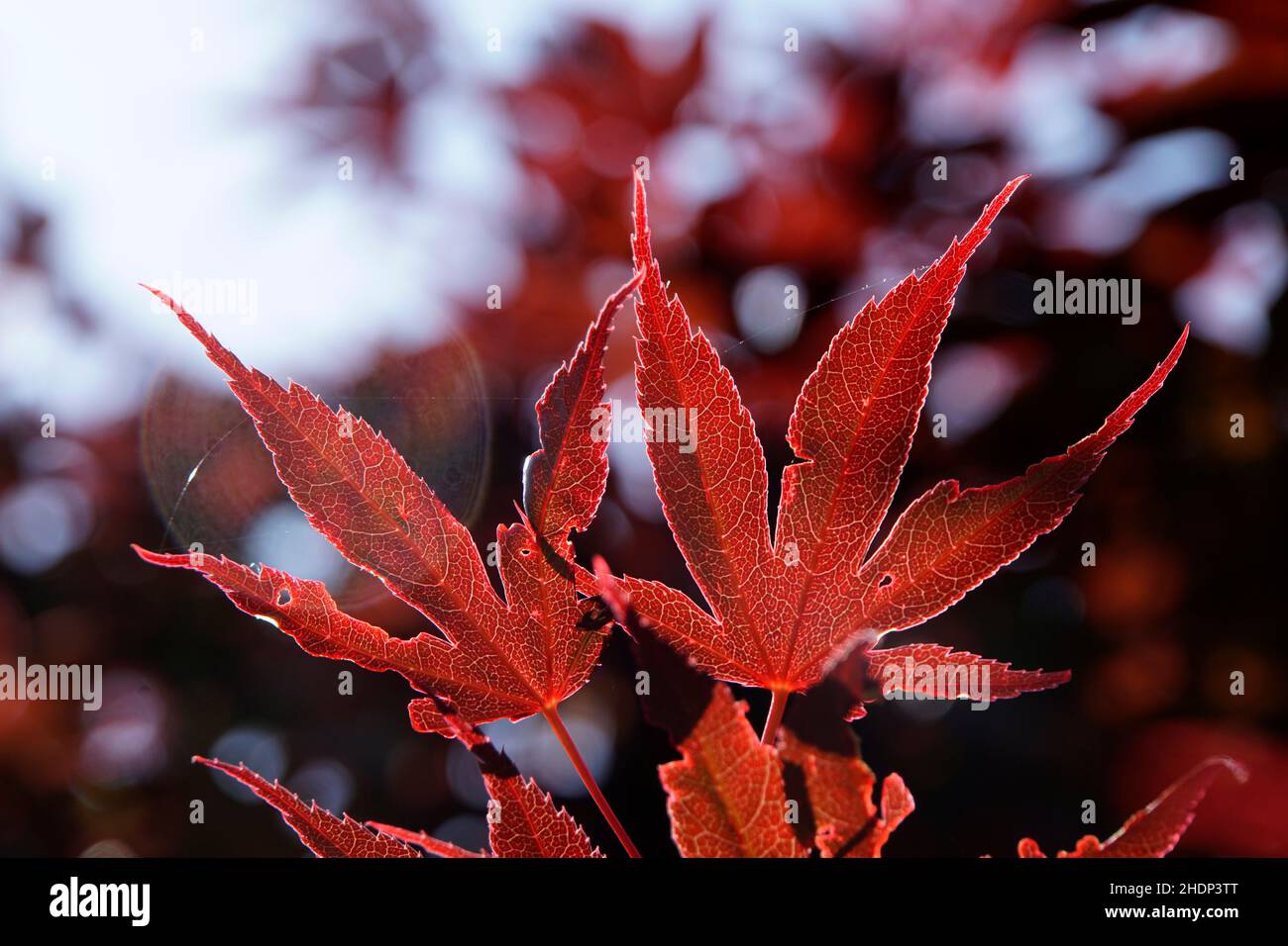 Japanese red maples hi-res stock photography and images - Alamy