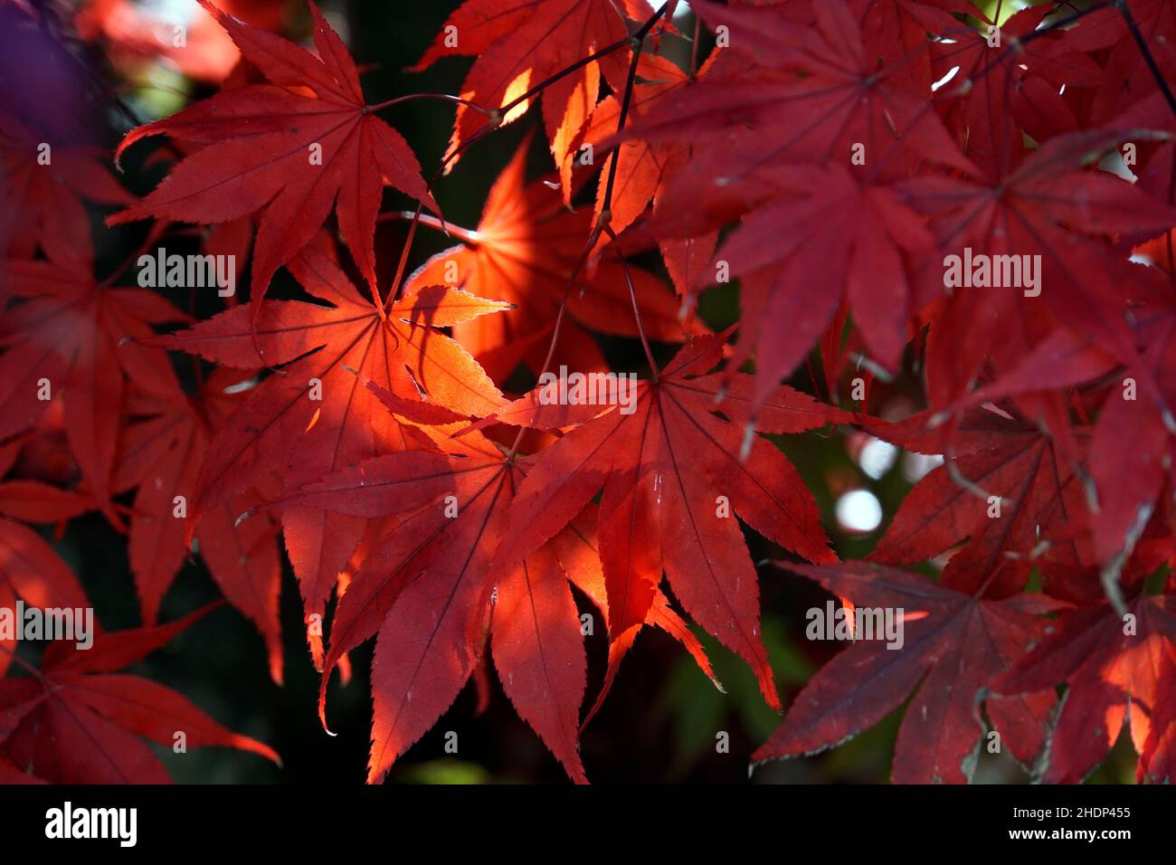 autumn colors, japanese maple, fall, japanese, japanese maples Stock