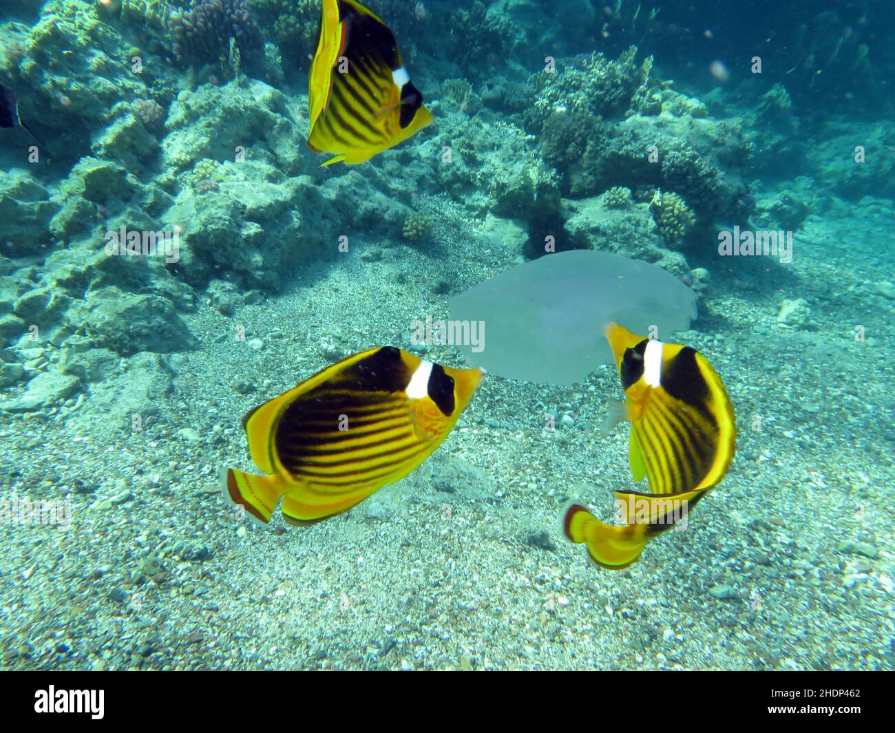 diagonal butterflyfish Stock Photo