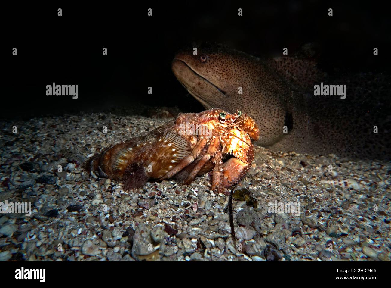 anemone hermit crab Stock Photo - Alamy