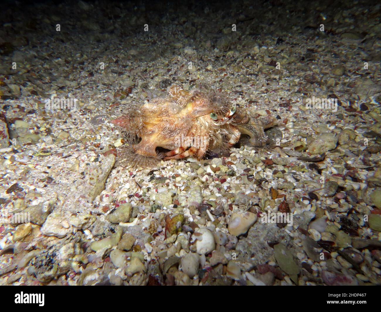 Marine hermit crab hi-res stock photography and images - Alamy