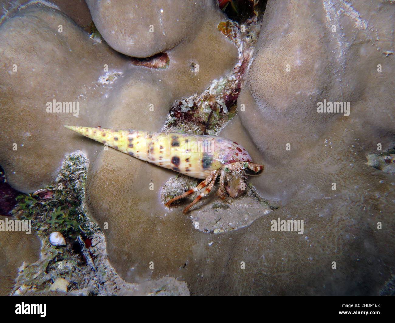 hermit crab, hermit crabs Stock Photo