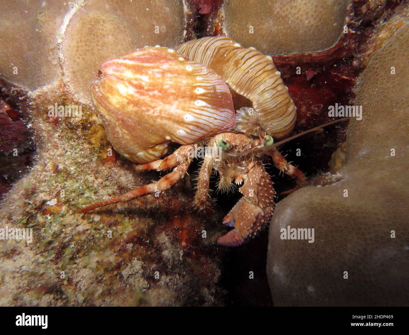 Marine hermit crab hi-res stock photography and images - Alamy