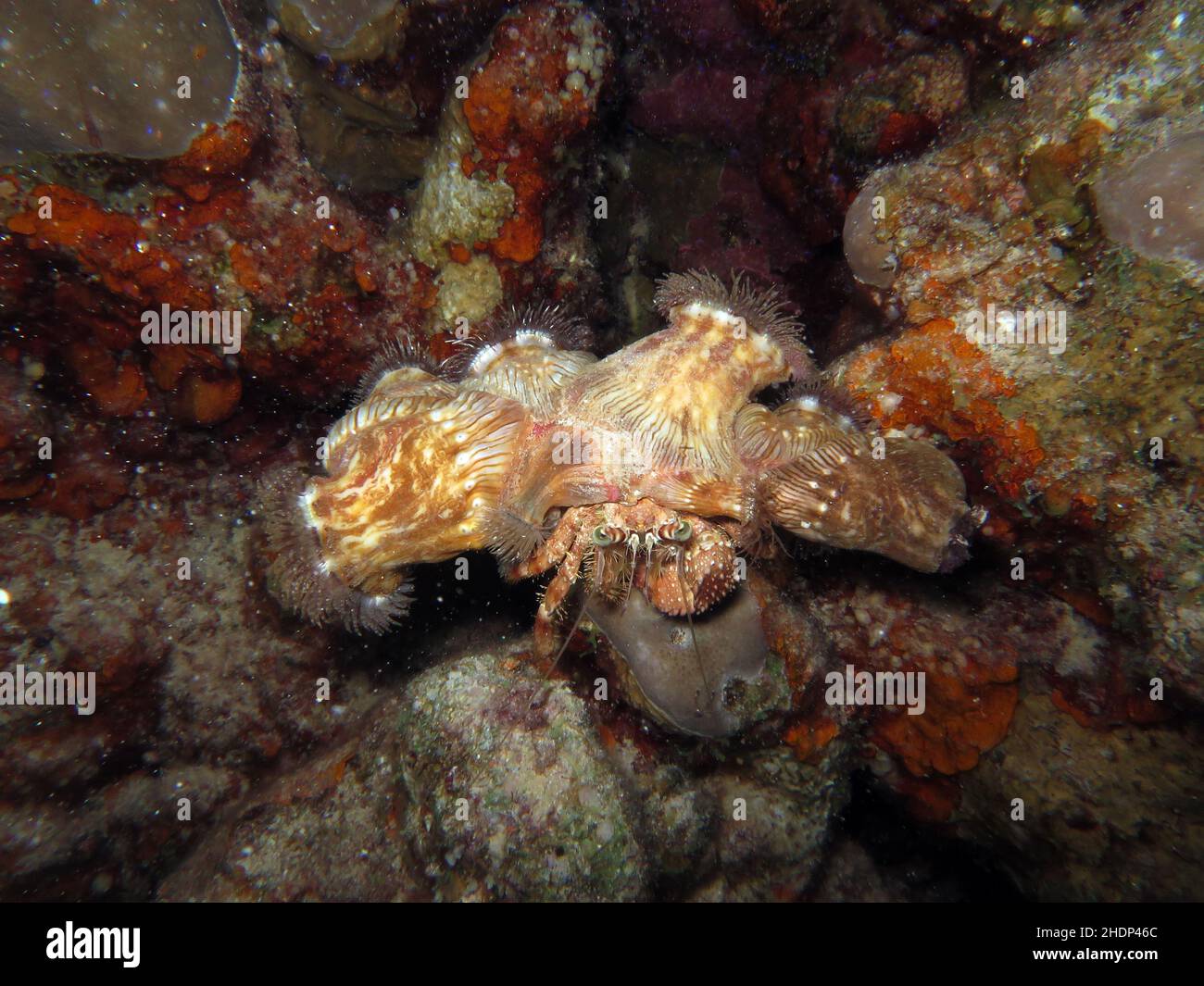 anemone hermit crab Stock Photo - Alamy