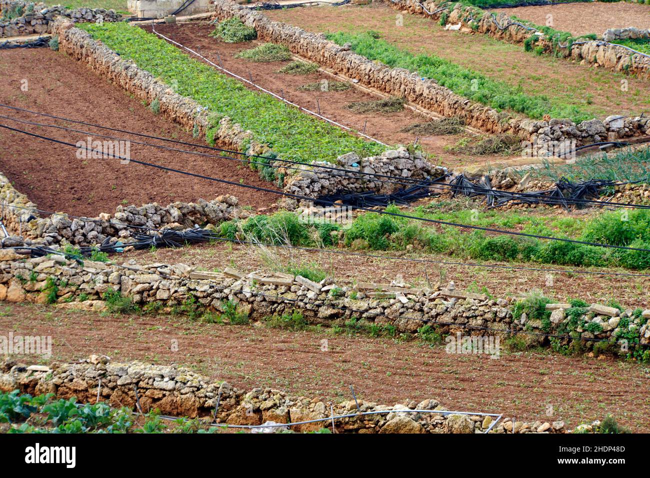 land parcel, dry stone walls, land parcels, stone wall Stock Photo