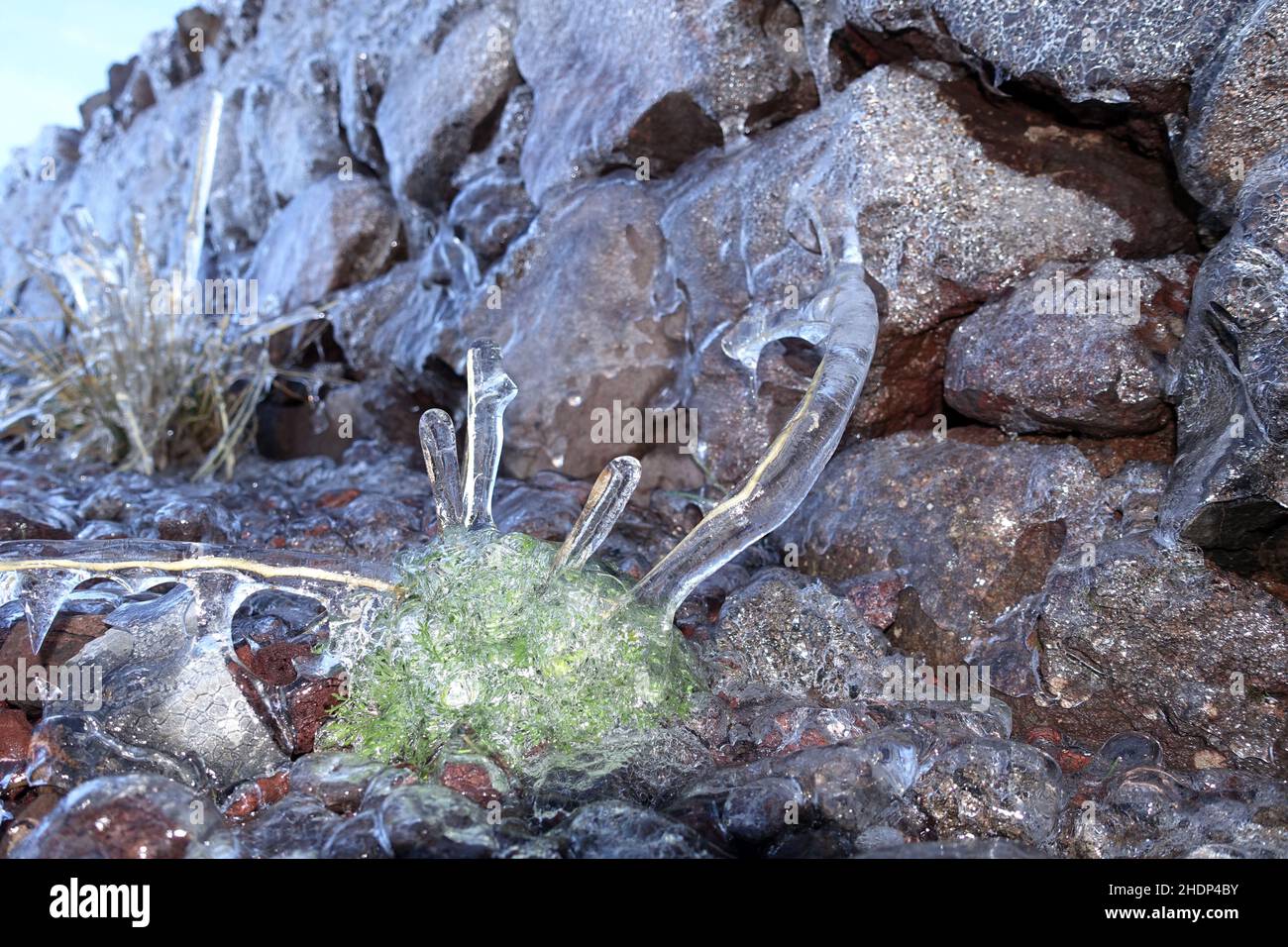 plant, frozen, plants, frozens Stock Photo Alamy