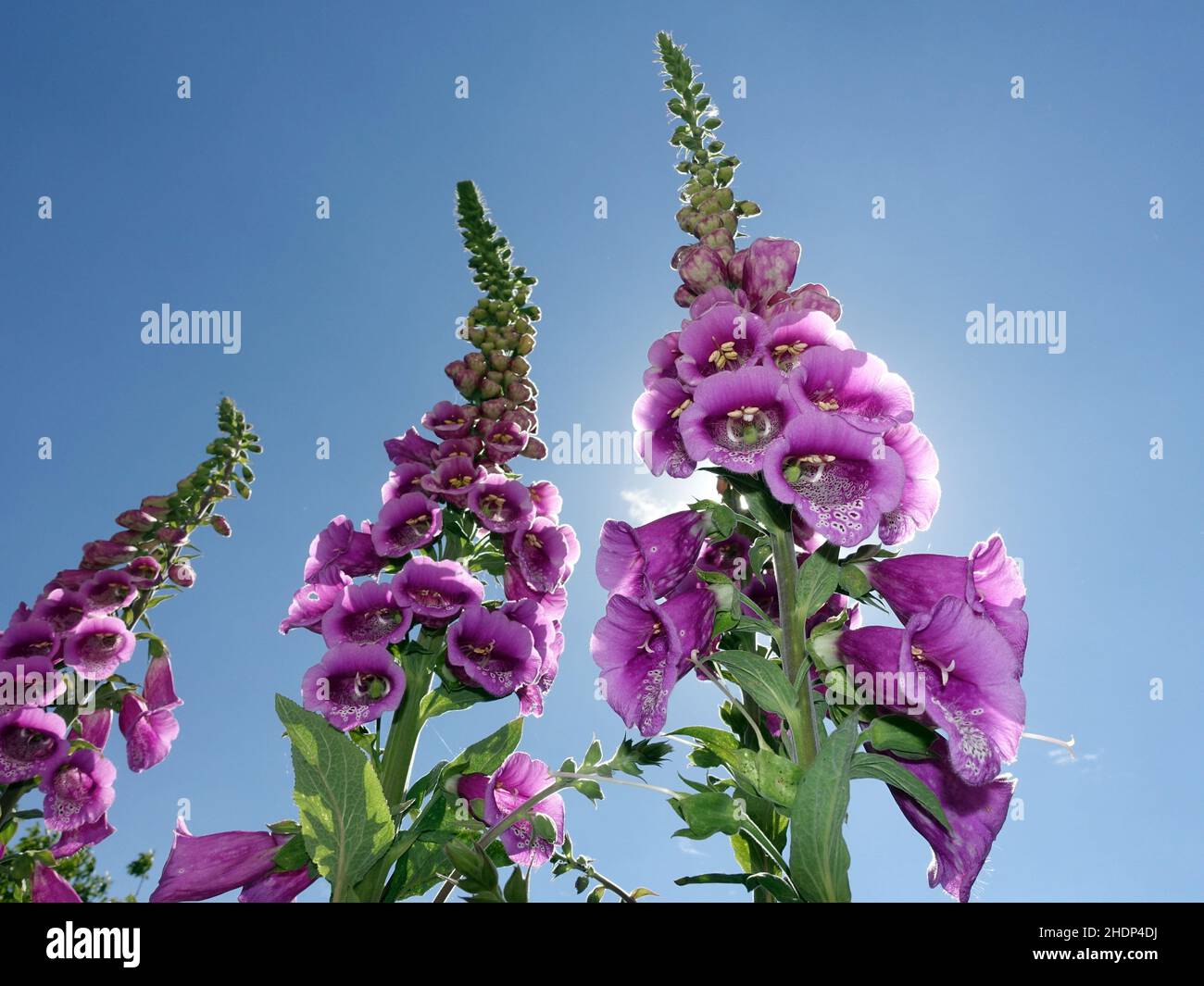 foxglove, poisonous plants, digitalis purpurea, foxgloves Stock Photo