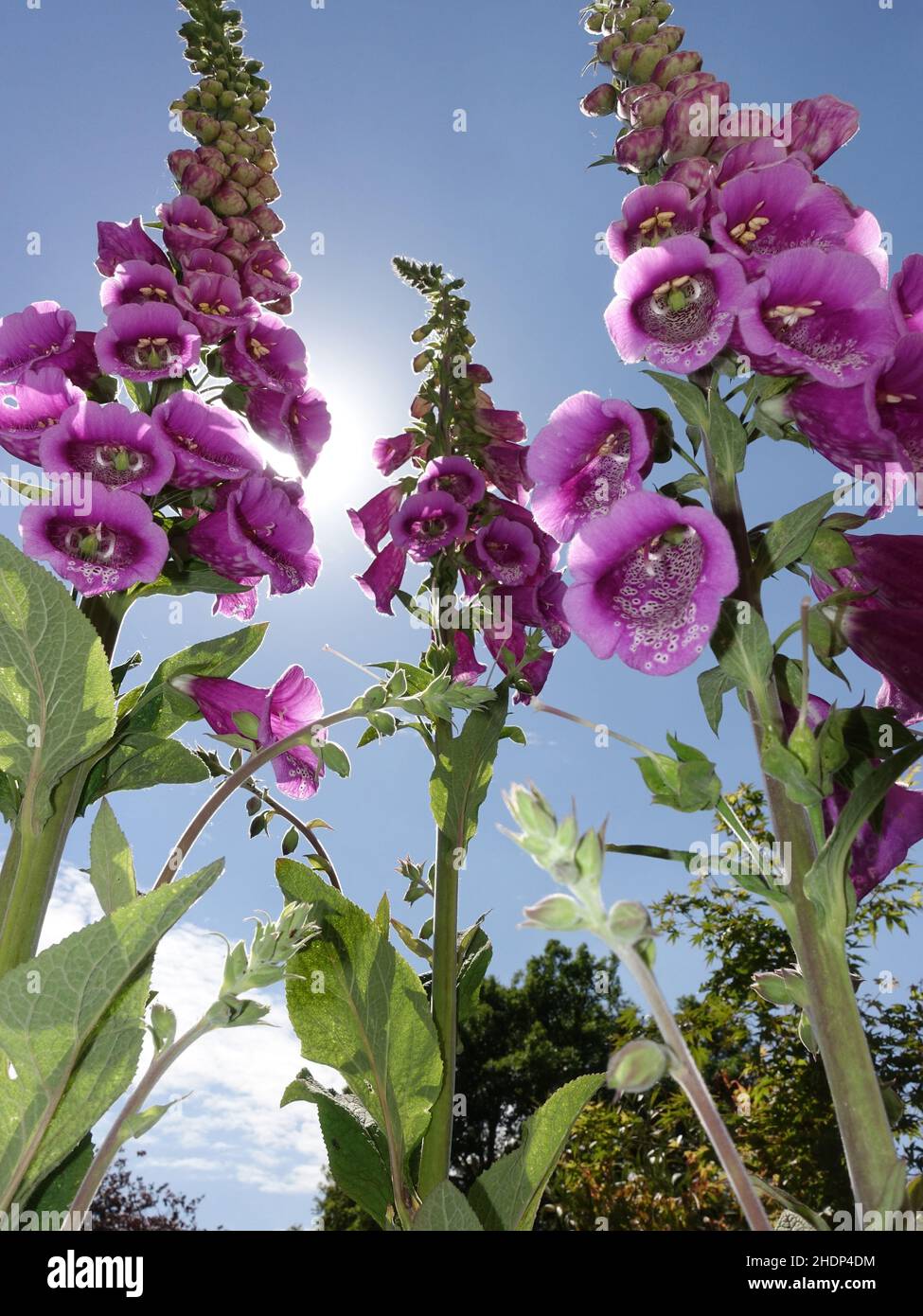 foxglove, poisonous plants, foxgloves Stock Photo Alamy