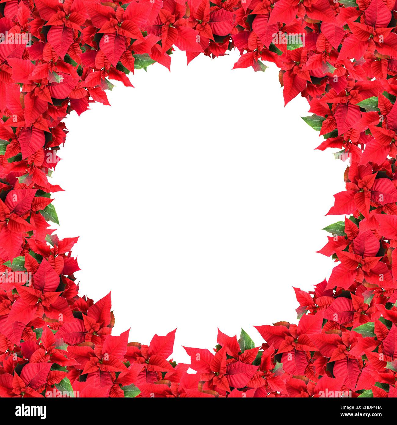poinsettia, flower frame, poinsettias, flower frames Stock Photo - Alamy