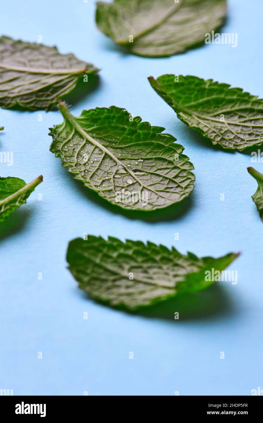 mint bloom, mints Stock Photo Alamy