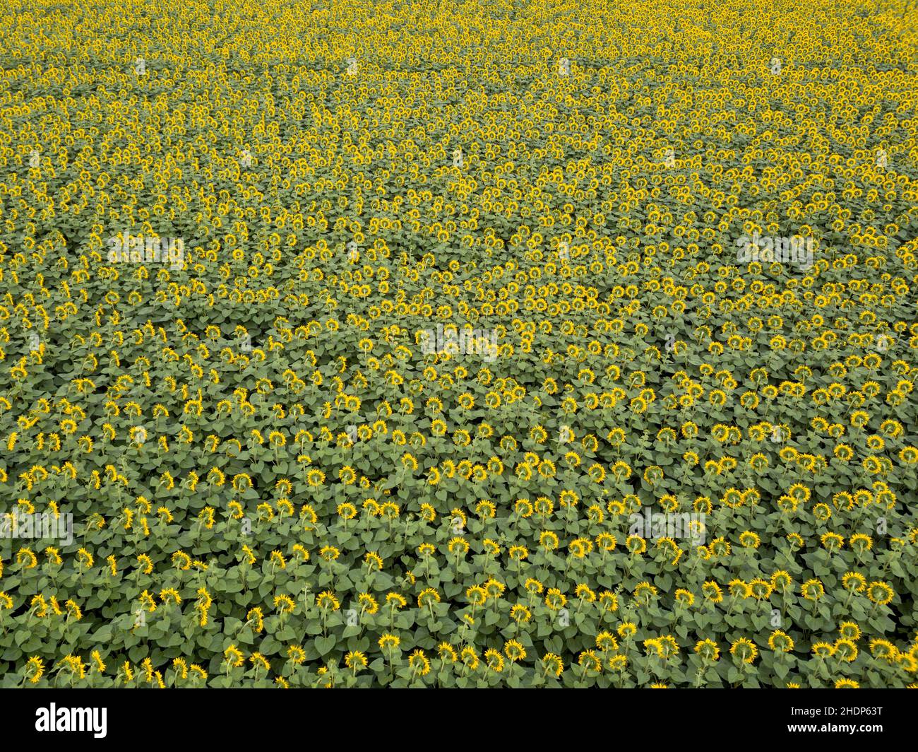 sunflower field, sunflower fields Stock Photo Alamy