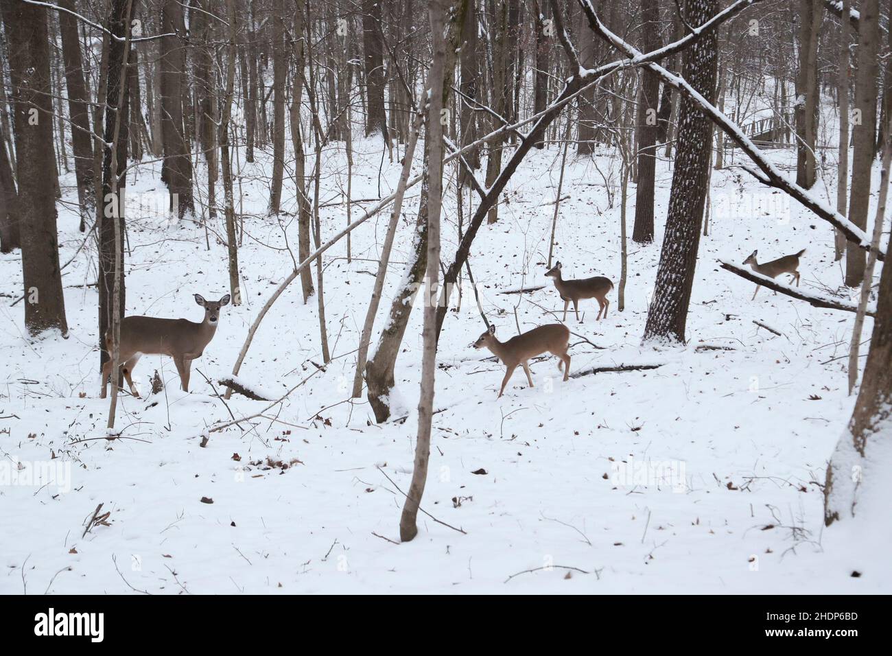 Deer come out in Cherokee Park after a snow storm in Louisville