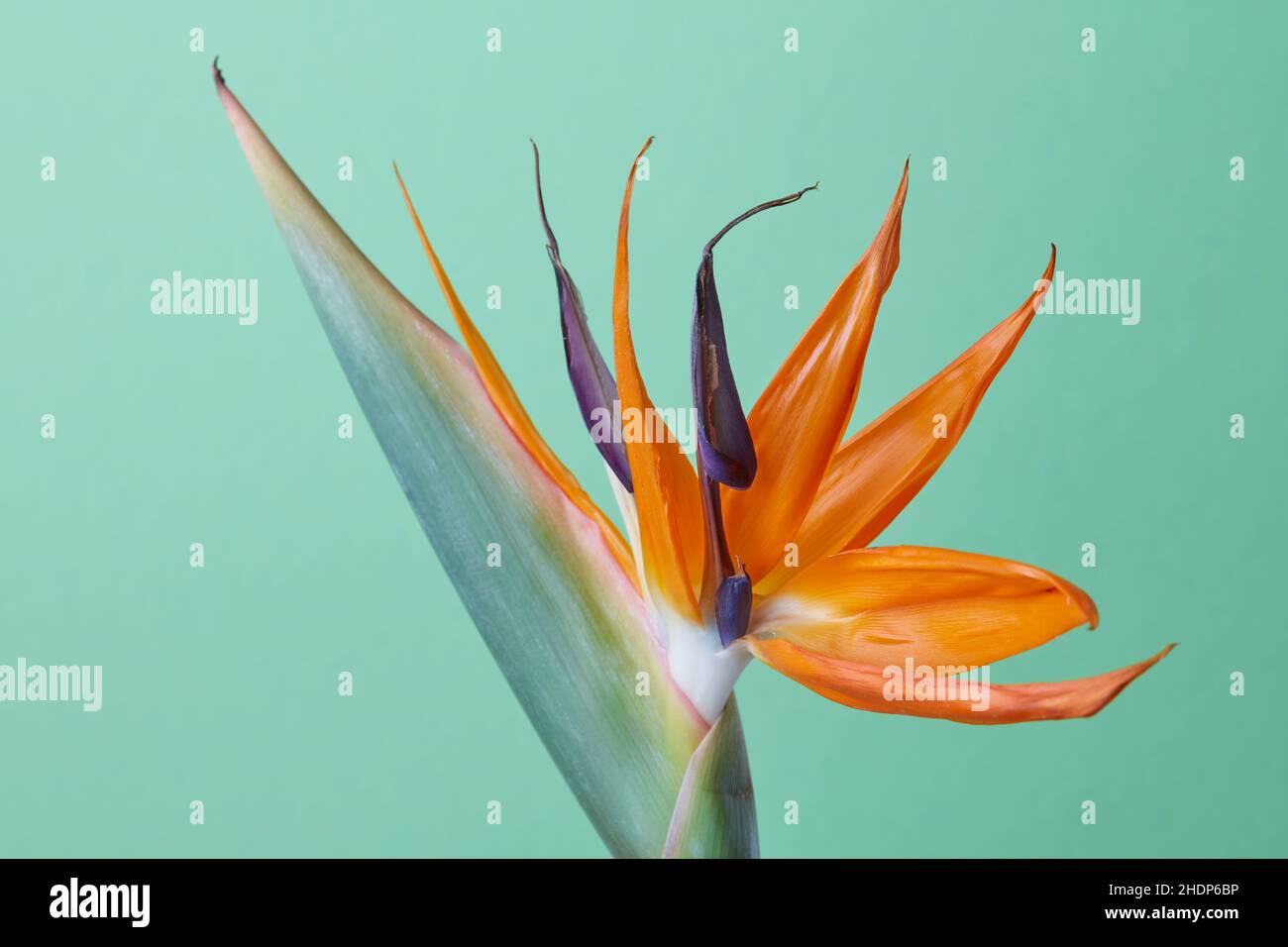 bird of paradise, strelitzia, bird of paradises, strelitzias Stock ...