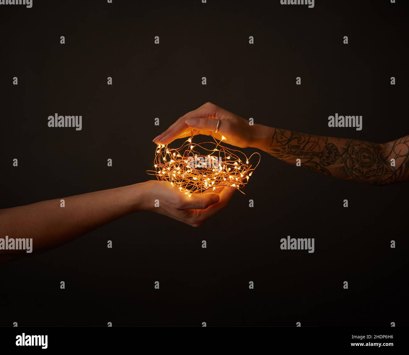 christmas lights, protect, nest warmth, christmas light, protects, nest