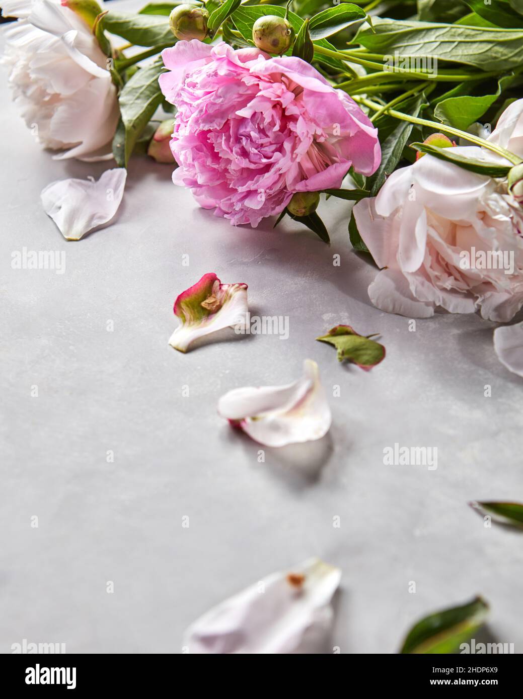 petals, peony, petal, peonies Stock Photo Alamy