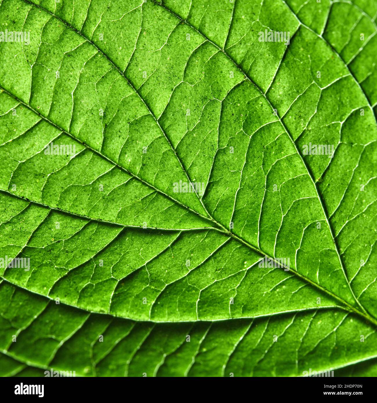 vein green leaf veins greens leafs Stock Photo Alamy vein green leaf veins greens leafs Stock Photo Alamy