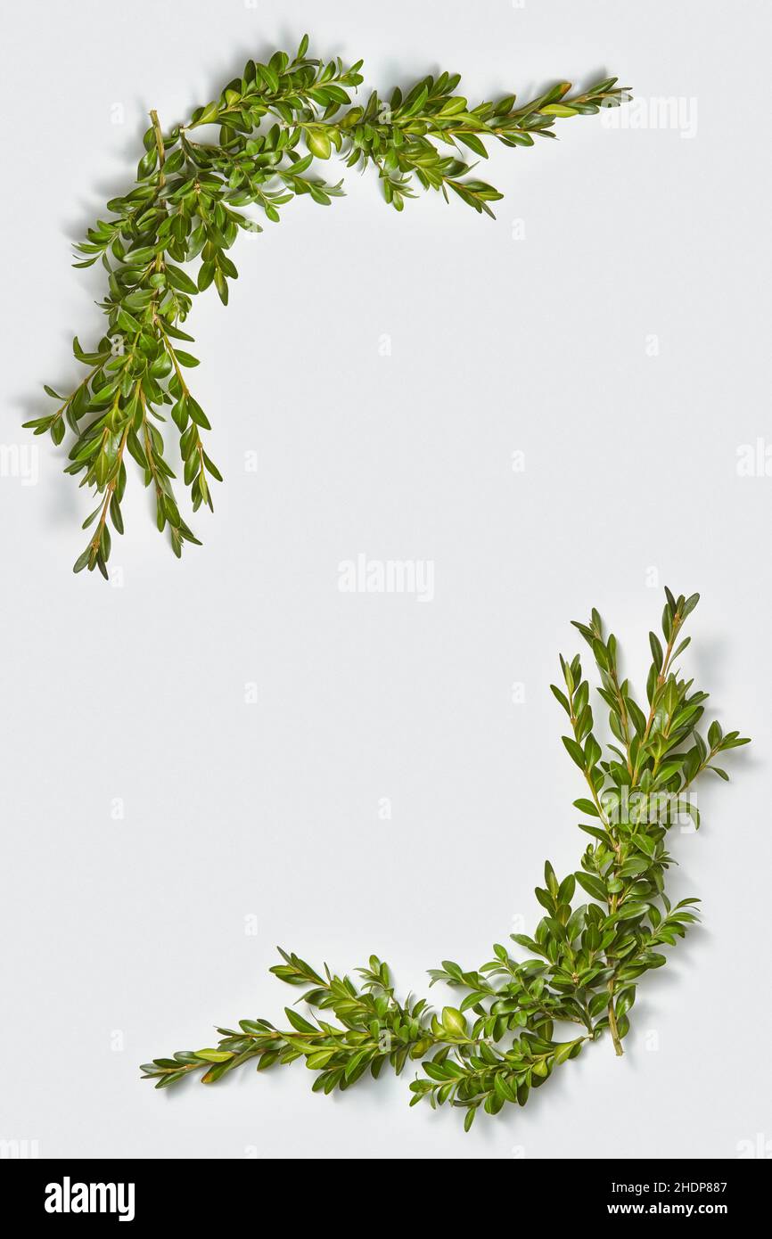 decoration, frame, boxwood branches, decorations, frames Stock Photo