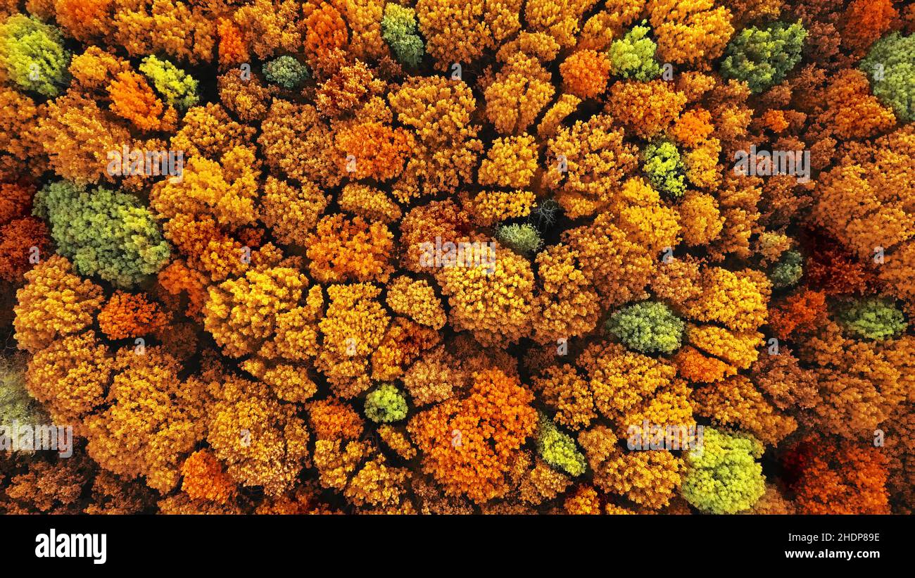 Fall Tree Top Angle Tree trees wood topview hi-res stock photography and images - Alamy