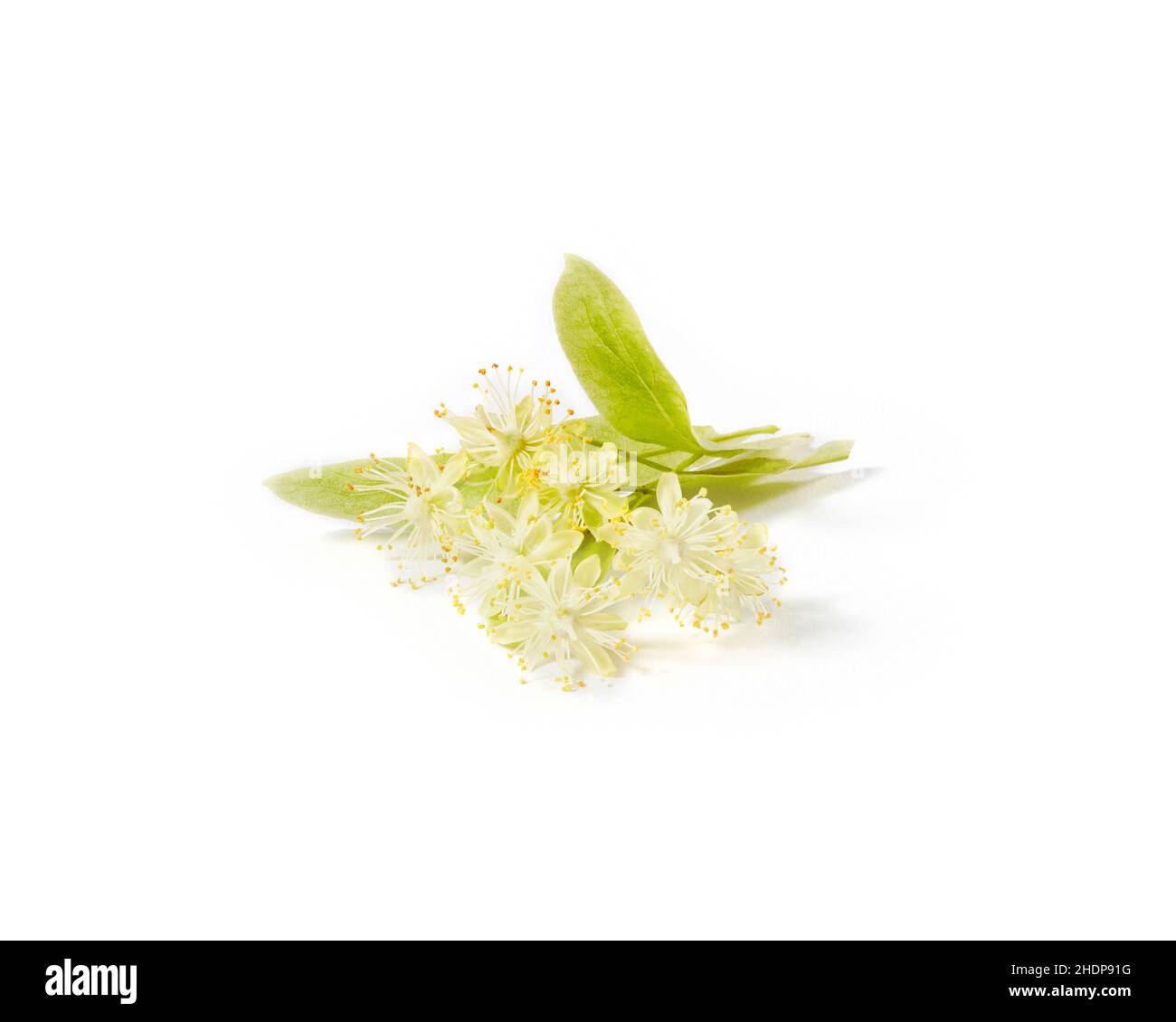 lime blossom, lime blossoms, lime-tree blossom Stock Photo