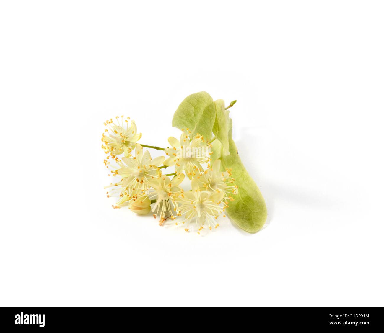 lime blossom, lime blossoms, lime-tree blossom Stock Photo