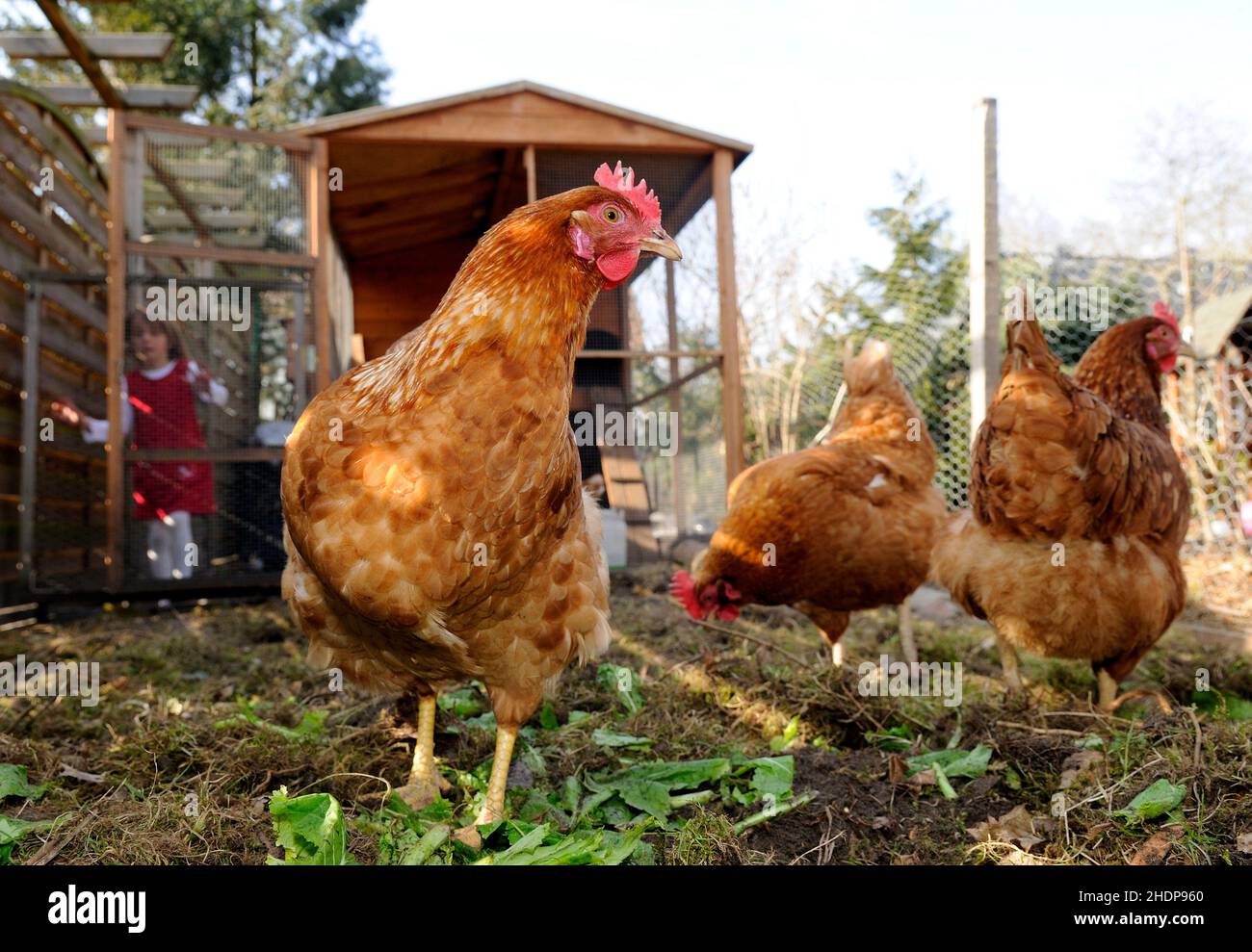 chicken, free range, organic chicken, hen, chickens, free ranges, hens