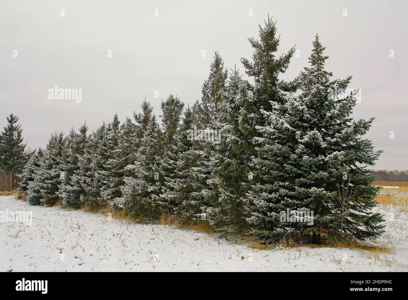 Line of evergreen trees in the winter in December. - Dec. 4, 2011 Stock Photo
