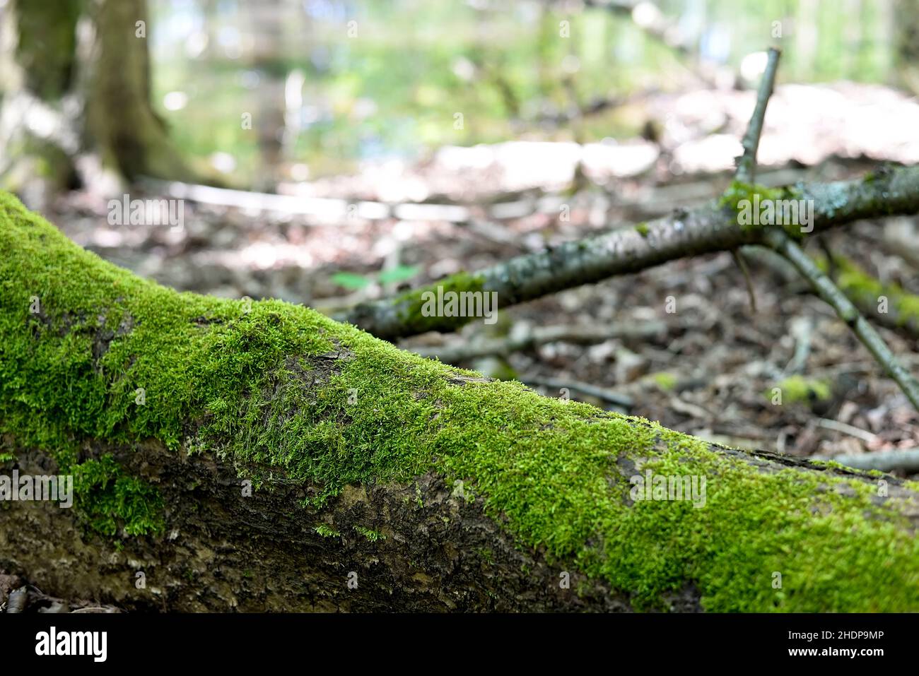 moss, deadwood, mosses, deadwoods Stock Photo