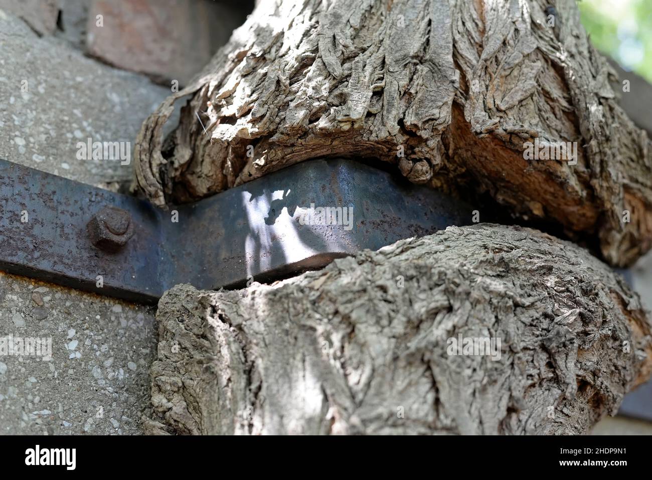 overgrown, Tree wound, overgrowns Stock Photo Alamy